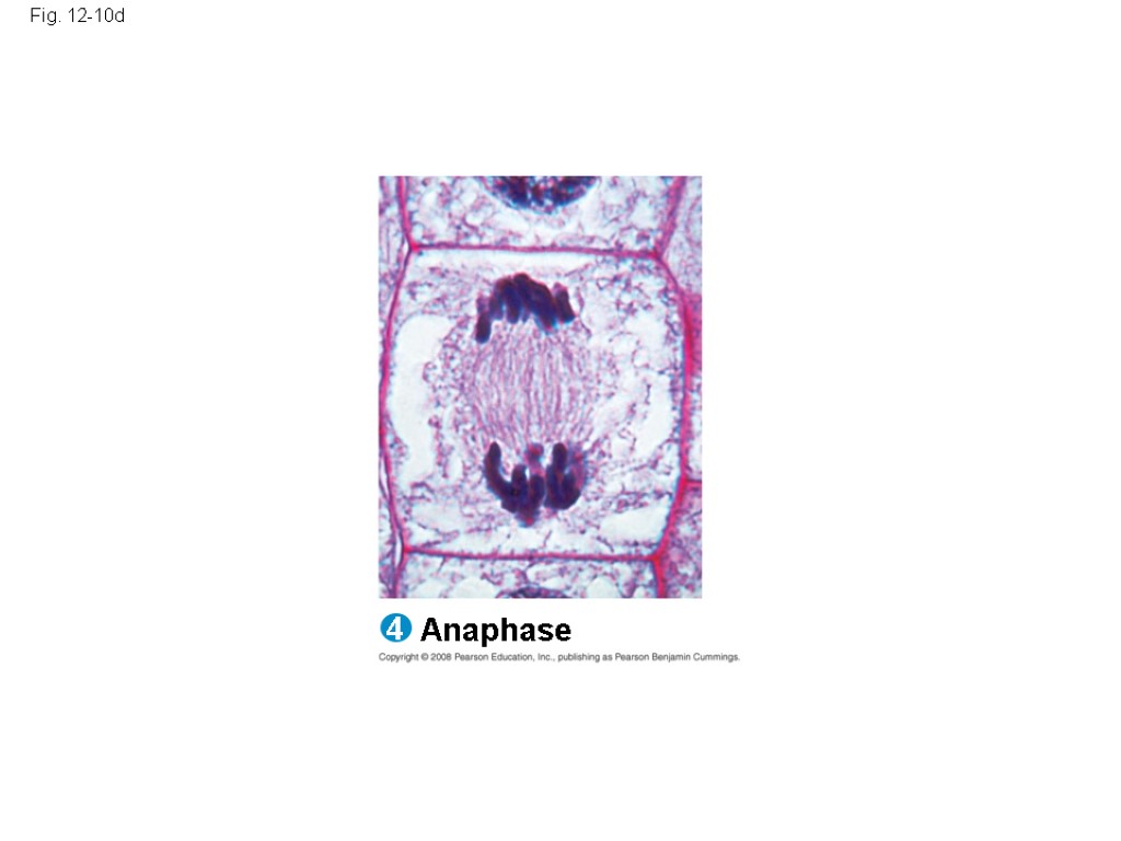 Fig. 12-10d Anaphase 4